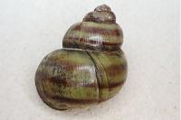 Viviparus viviparus