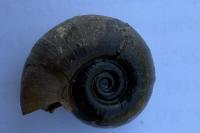 Planorbarius corneus