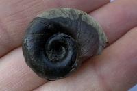 Planorbarius corneus