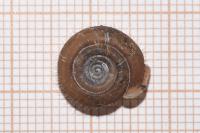 Helicodonta obvoluta
