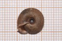 Helicodonta obvoluta