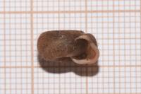 Helicodonta obvoluta