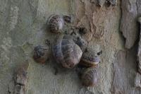 Cornu aspersum