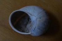 Cornu aspersum