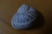 Cornu aspersum