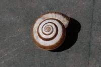 Cernuella aginnica