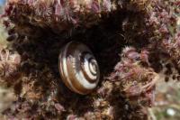 Cernuella aginnica