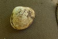 Corbicula