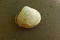 Corbicula
