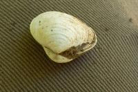 Corbicula