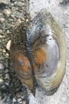 Anodonta cygnea