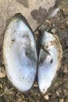 Anodonta cygnea