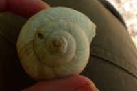 Helix pomatia