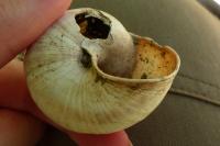 Helix pomatia