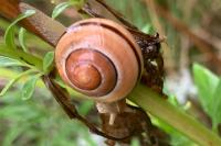Cepaea nemoralis