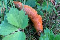 Arion rufus/vulgaris