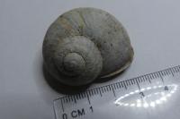 Helix pomatia