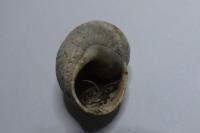 Helix pomatia