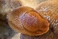 Arion subfuscus