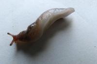 Deroceras