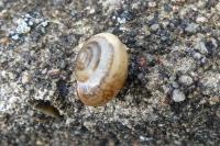 Monacha cartusiana