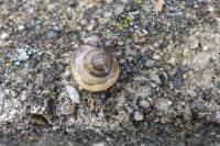 Monacha cartusiana