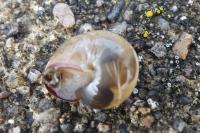 Monacha cartusiana