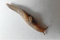 Deroceras invadens