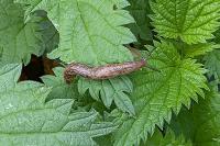 Deroceras reticulatum