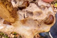 Arion rufus/vulgaris