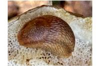 Arion rufus/vulgaris