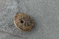 Xeroplexa intersecta