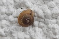 Hygromia cinctella