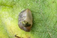 Deroceras reticulatum