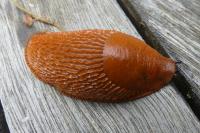 Arion ater rufus
