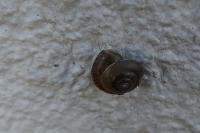 Hygromia cinctella