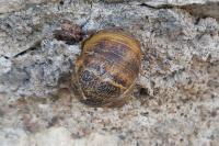 Cornu aspersum