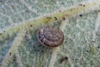 Xeroplexa intersecta