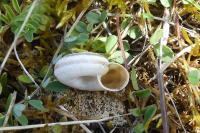 Helicella itala