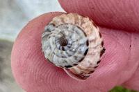 Backeljaia gigaxii