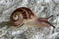Cornu aspersum