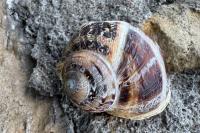 Cornu aspersum