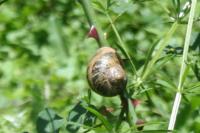 Cornu aspersum