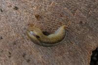 Arion fasciatus