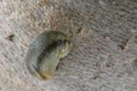 Arion fasciatus