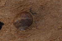 Cornu aspersum