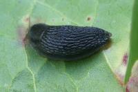 Arion hortensis