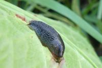 Arion hortensis
