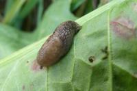 Deroceras reticulatum
