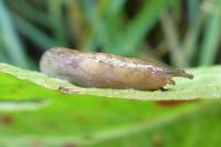 Deroceras reticulatum